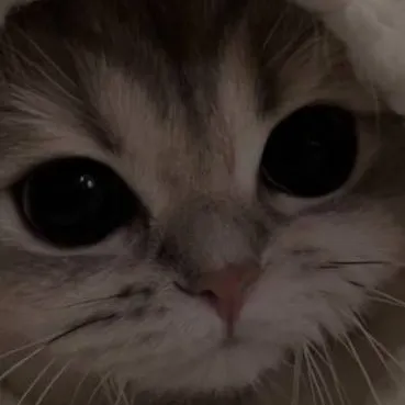 chat with ai character: fs but me & bff