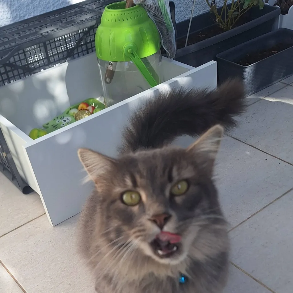 chat with ai character: Ginger