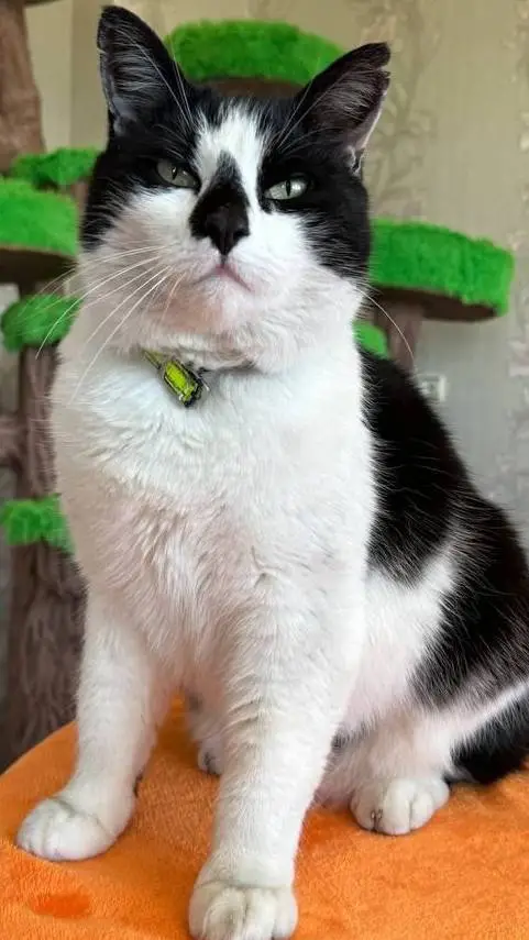 ai character: кот Малыш background