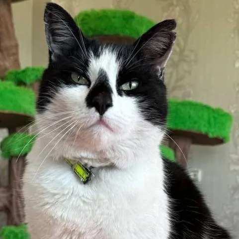 chat with ai character: кот Малыш