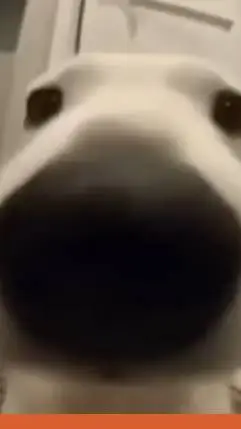 ai character: Dog Sniff Meme background