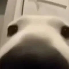 chat with ai character: Dog Sniff Meme