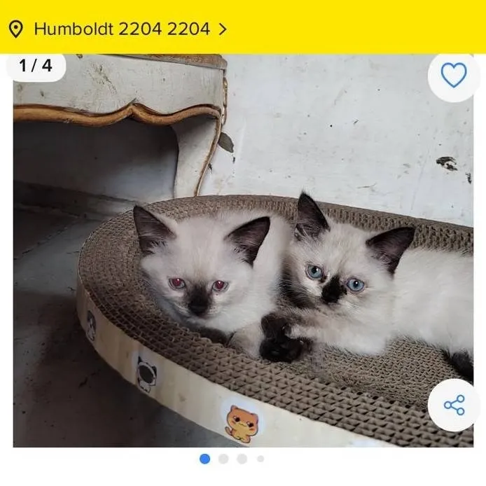 chat with ai character: mercado pago