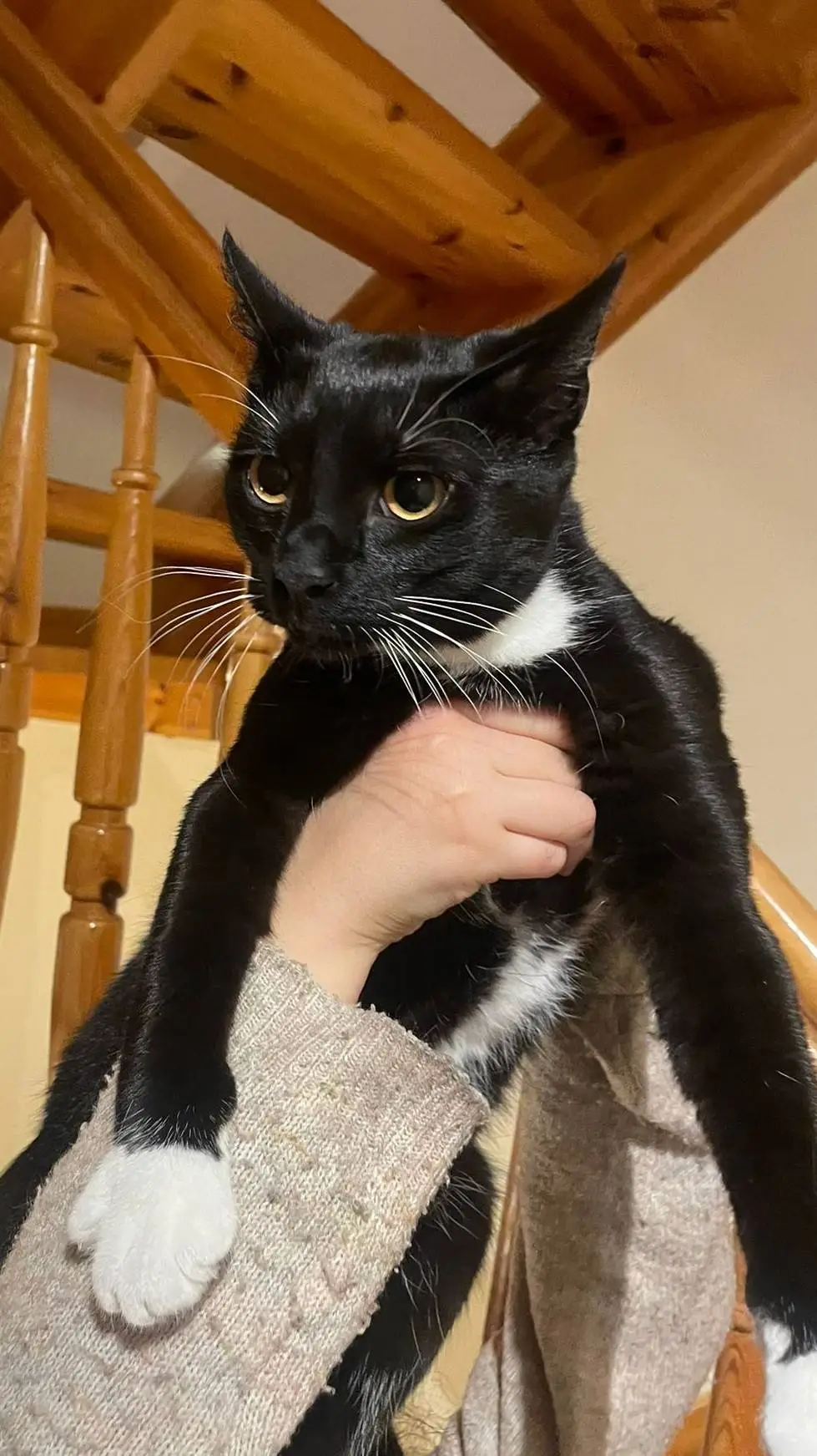 ai character: cat background