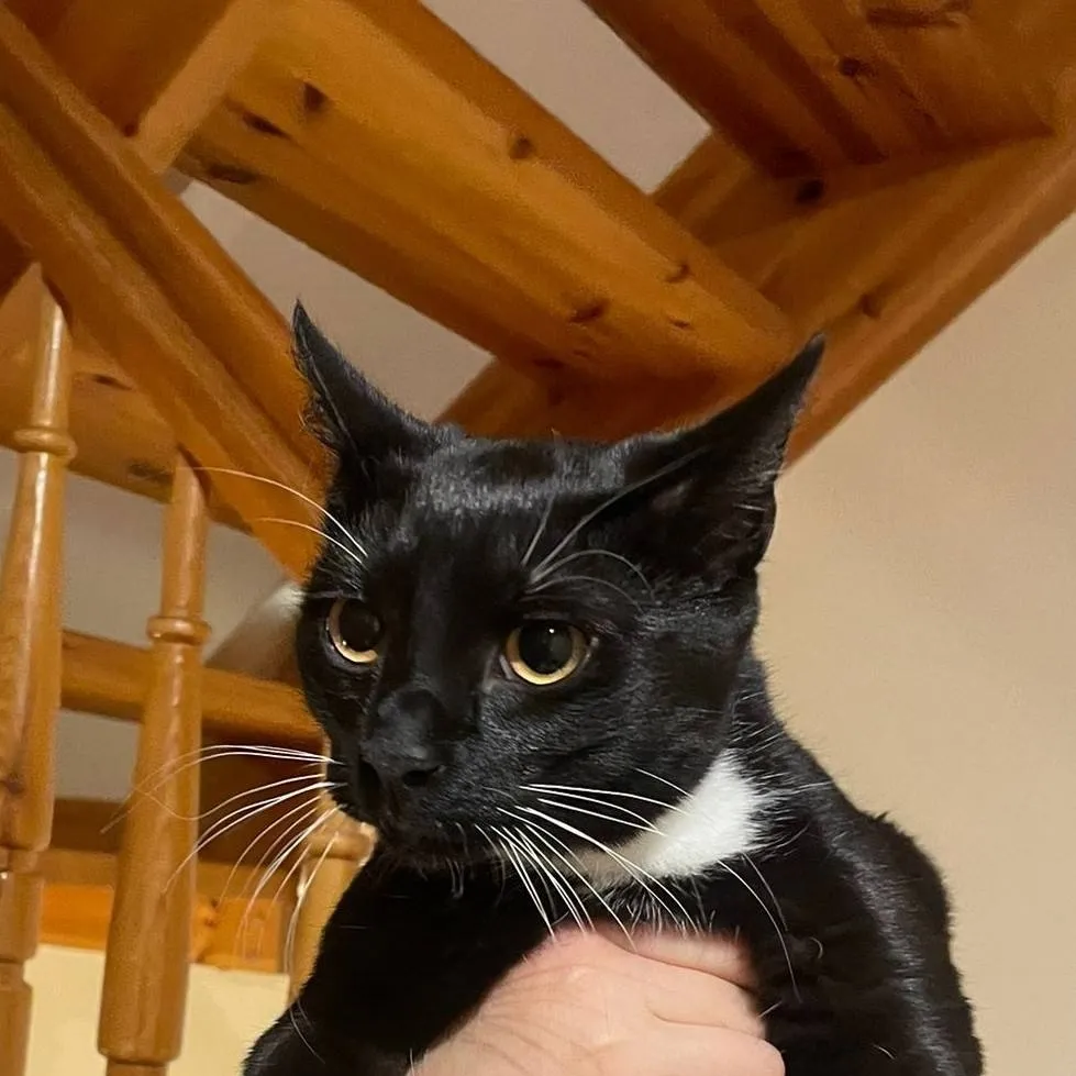 chat with ai character: cat