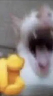 ai character: Laughing Cat background