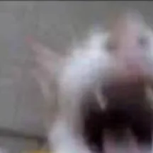 chat with ai character: Laughing Cat