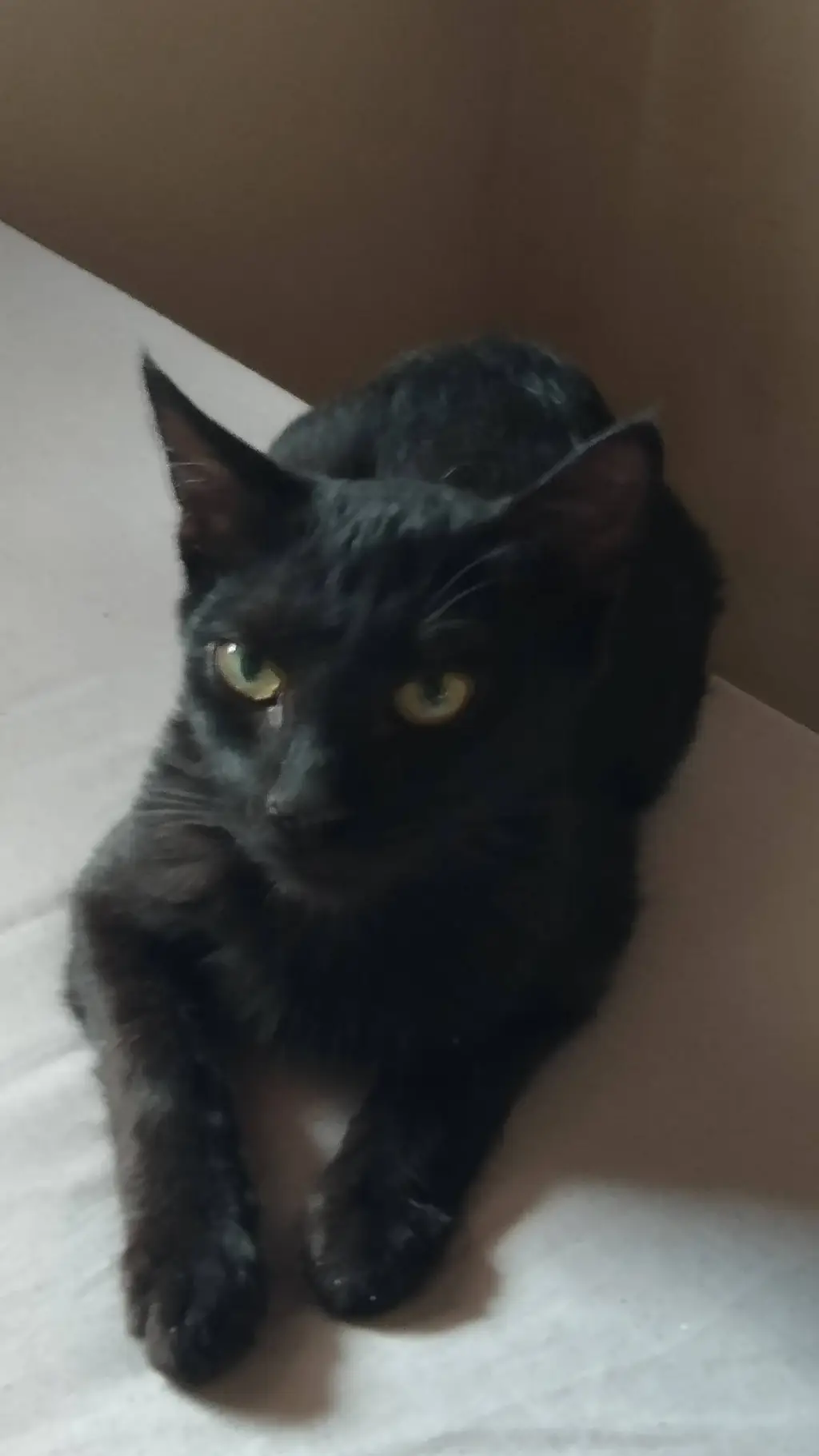 ai character: Boris background