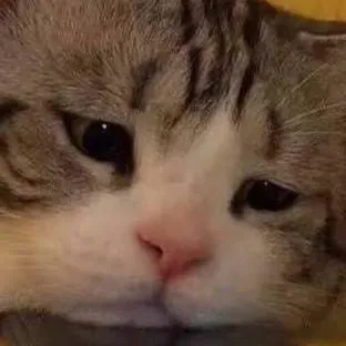 chat with ai character: colo