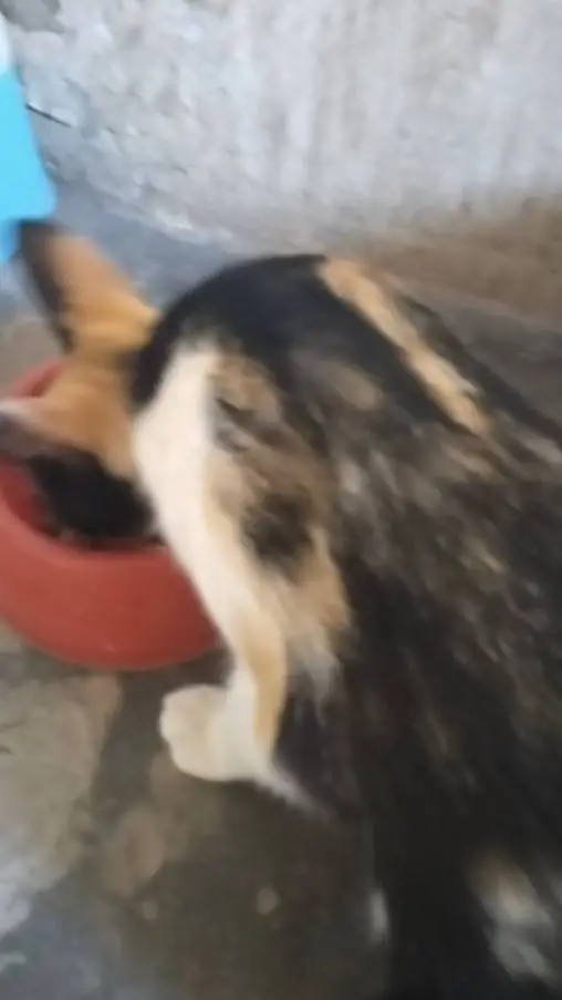 ai character: Dalmatia (idk)  background