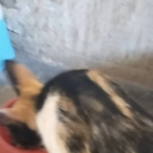 chat with ai character: Dalmatia (idk) 