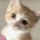 chat with ai character: BOBO