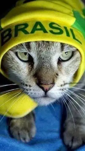 ai character: gato Brasil background