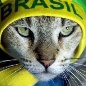 chat with ai character: gato Brasil