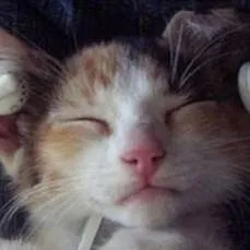 chat with ai character: Losa radiante