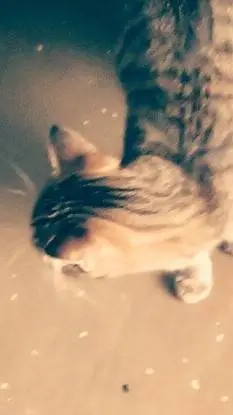 ai character: Chiantí background