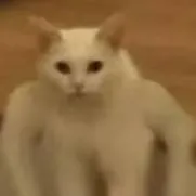 chat with ai character: tu dile cómo sea