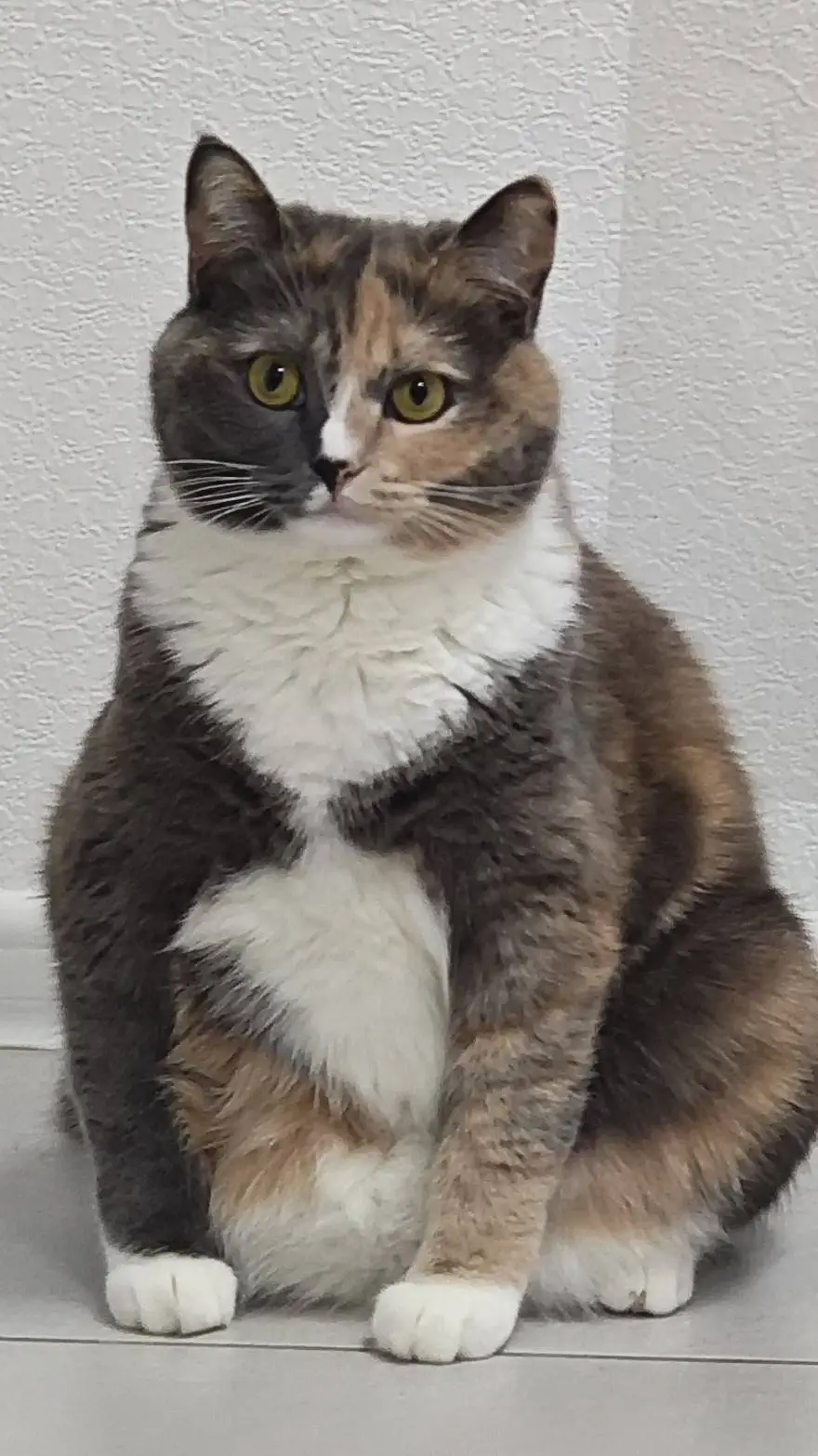 ai character: котя background