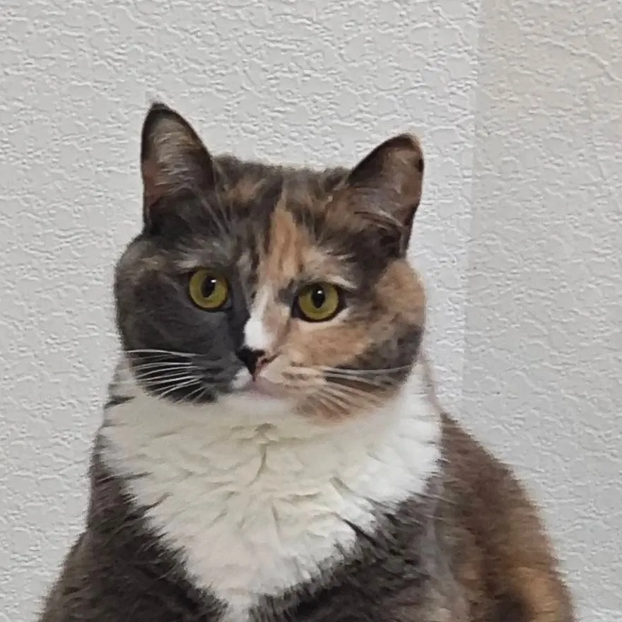 chat with ai character: котя