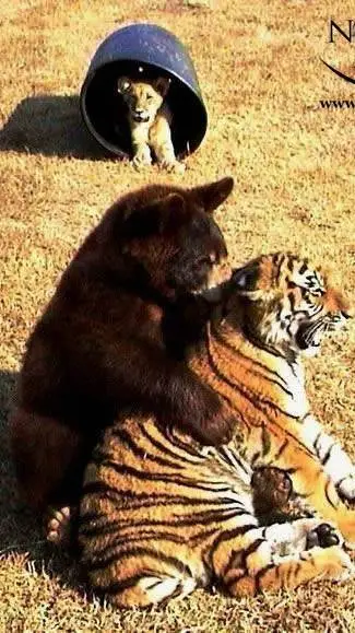 ai character: bibi lira lima background