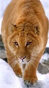 ai character: tiguar background