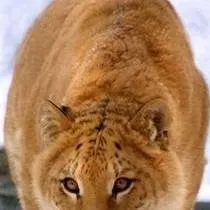 chat with ai character: tiguar