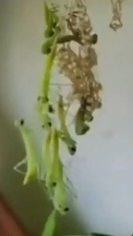 ai character: Baby mantises background