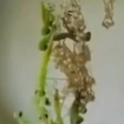 chat with ai character: Baby mantises