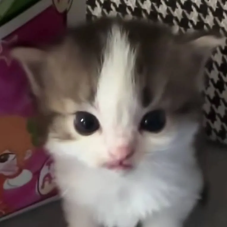 chat with ai character: Oliver the cat:) 