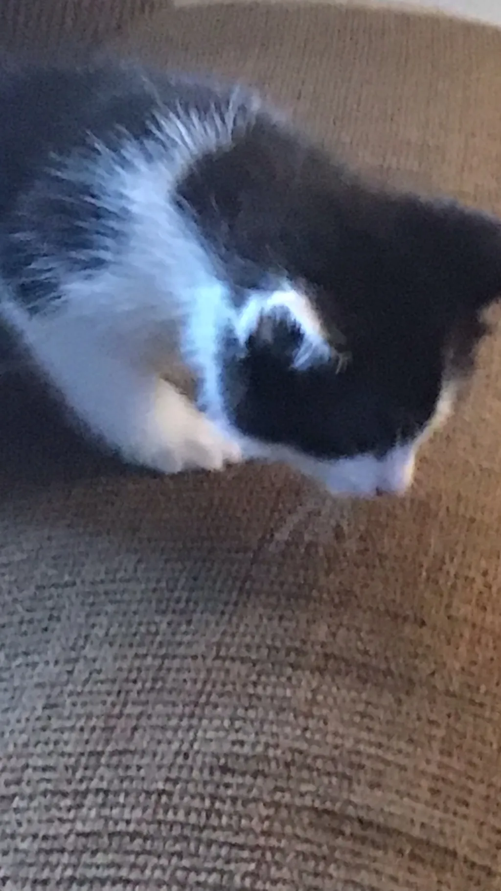 ai character: Cat bat background