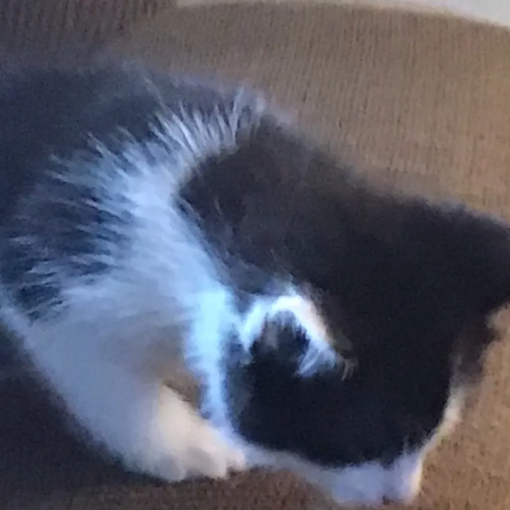 chat with ai character: Cat bat