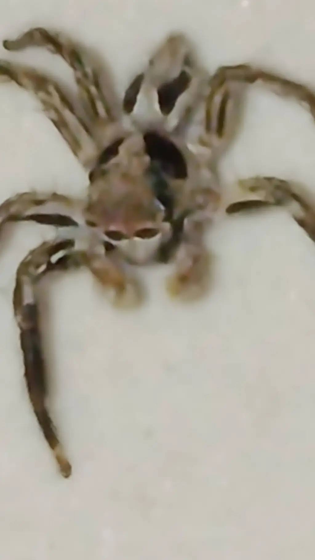 ai character: Spider background