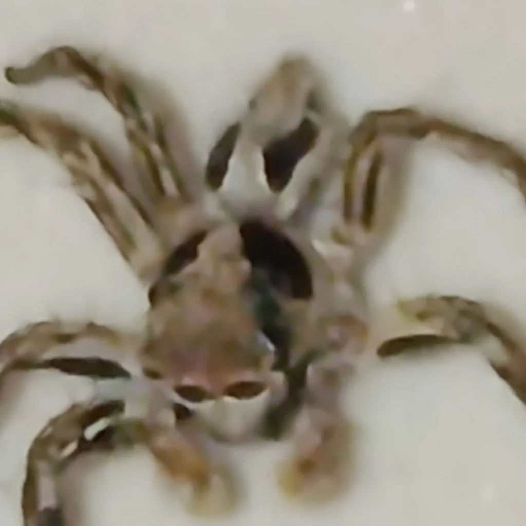 chat with ai character: Spider