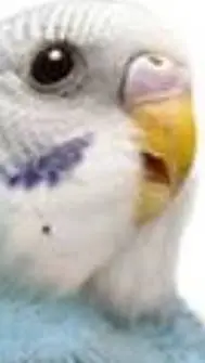 ai character: budgiekita background