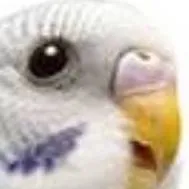 chat with ai character: budgiekita