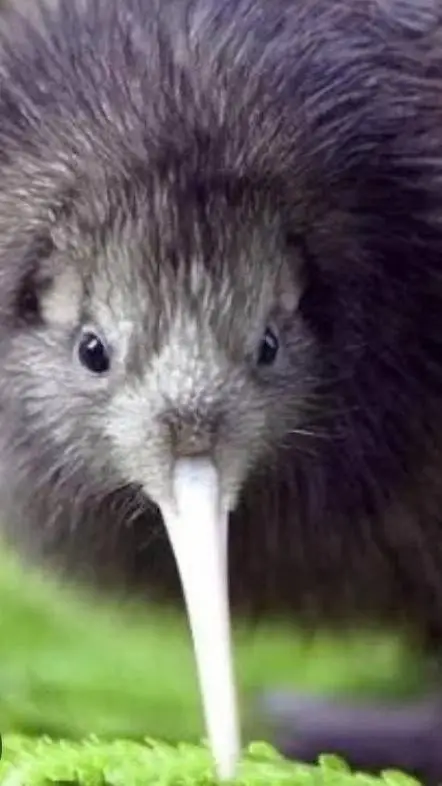 ai character: kiwi birdie bro background