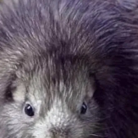 chat with ai character: kiwi birdie bro