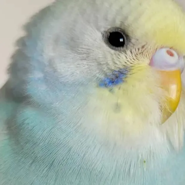 chat with ai character: 2-year-old Lucy