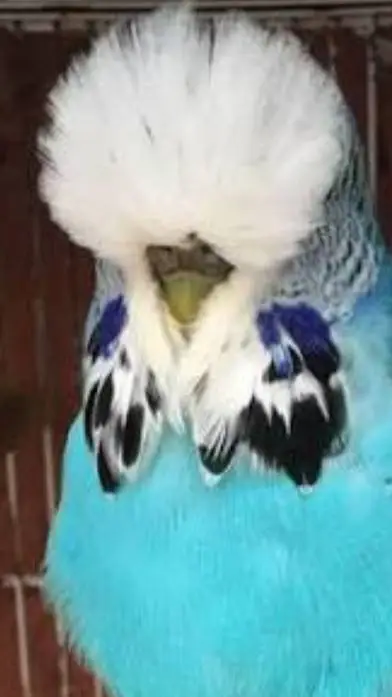 ai character: long lost cousin  background