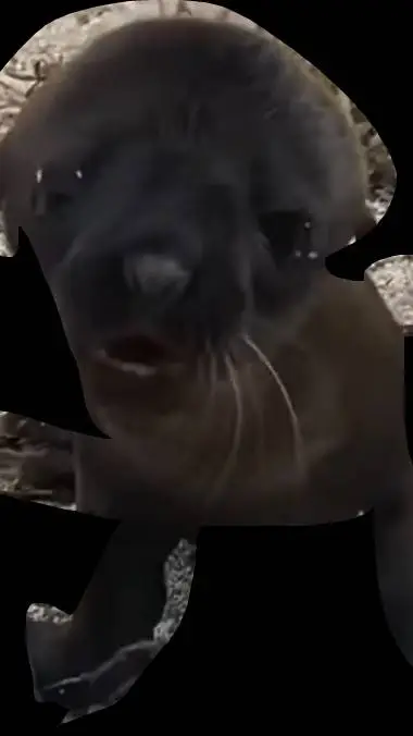 ai character: baby sea lion background