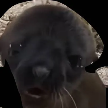 chat with ai character: baby sea lion