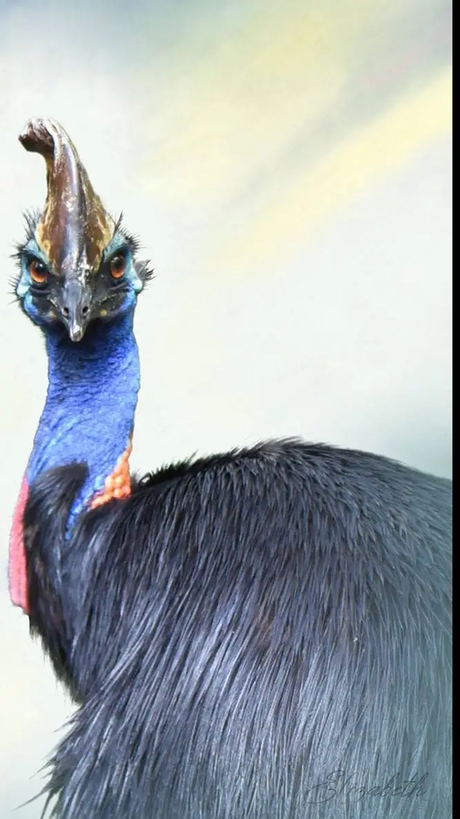 Talkie AI - Chat with Daisythedestrukter