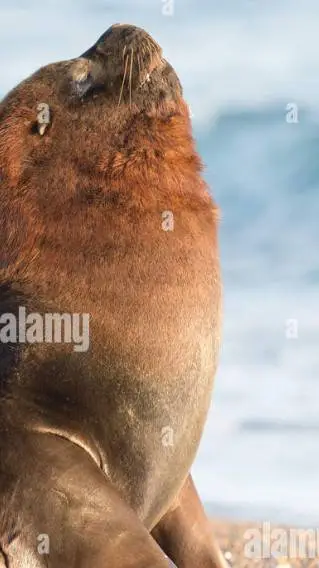 ai character: majesticoes background