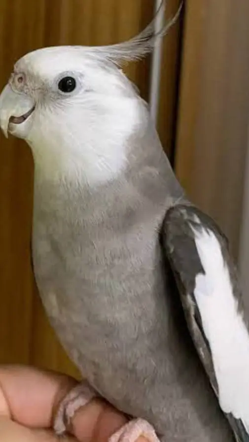 ai character: lutino boy background