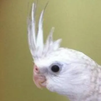 chat with ai character: silver girl