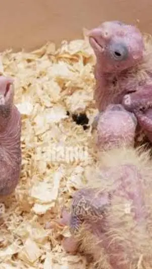 ai character: din dinno dinnoy background