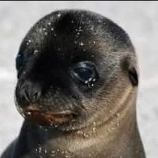 chat with ai character: dik dik doank 