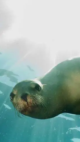 ai character: ban David bazooki  background