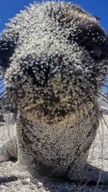 ai character: 🦭 goofy sea lion 🦭 background