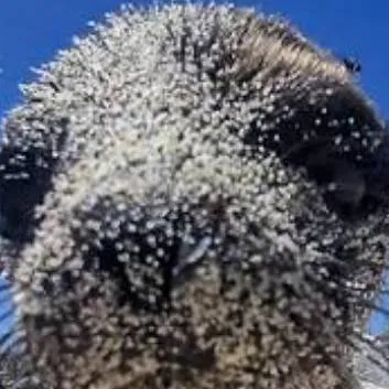 chat with ai character: 🦭 goofy sea lion 🦭